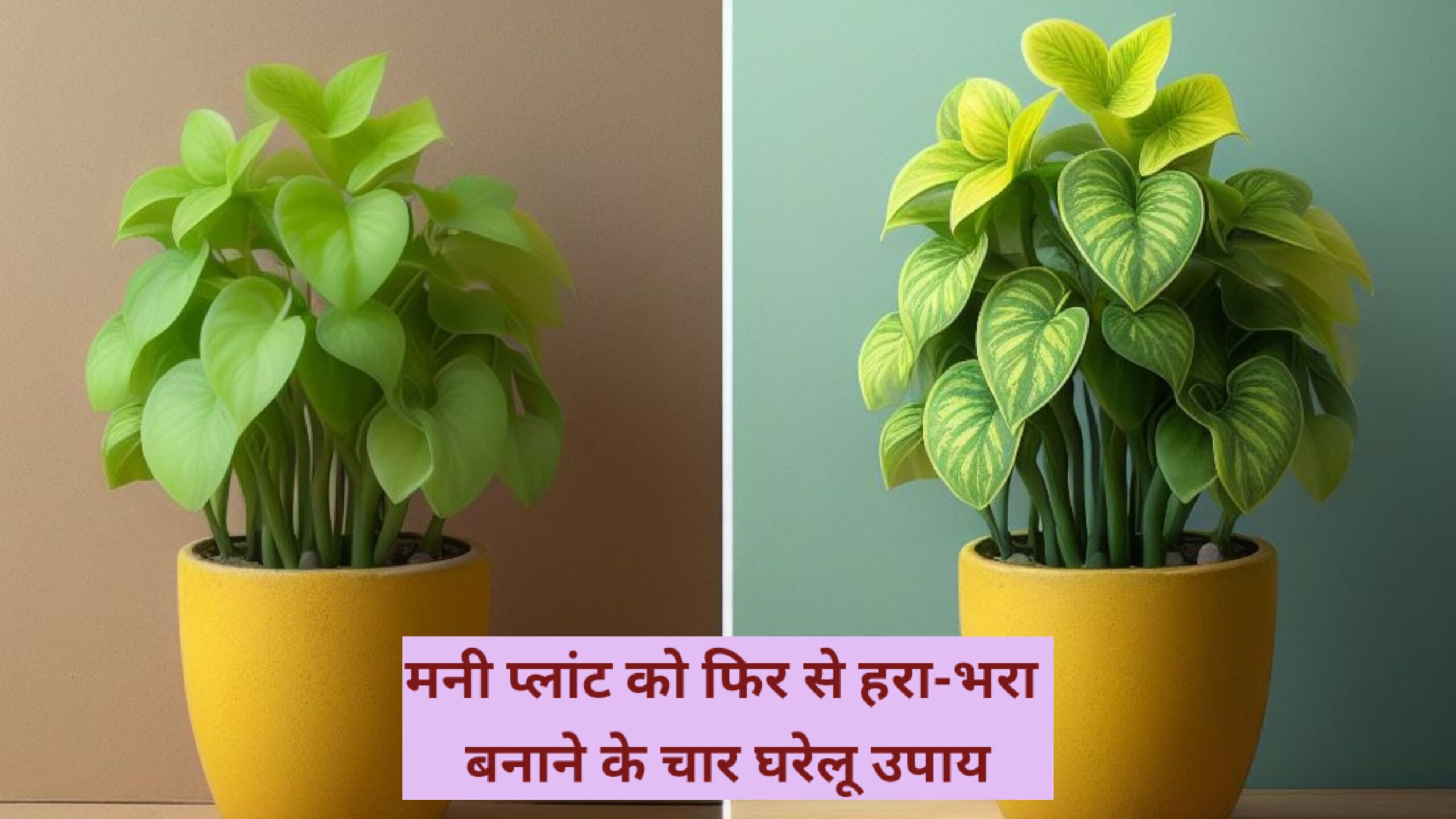 Simple ways to take care of money plant : मनी प्लांट को हरा-भरा बनाने के चार घरेलू उपाय